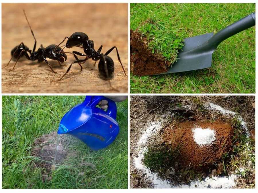 Борьба с муравьями: эффективные средства и приемы!