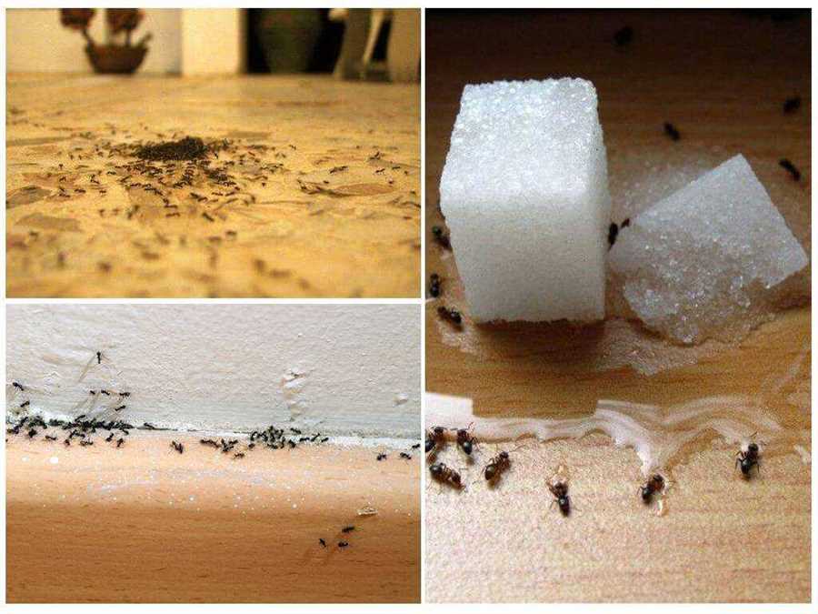 Как сохранить здоровье и безопасность в борьбе с муравьями