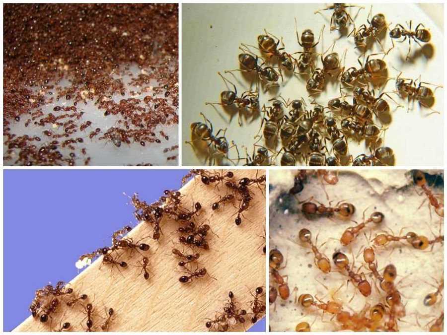 Профилактические меры для предотвращения вторжения муравьев