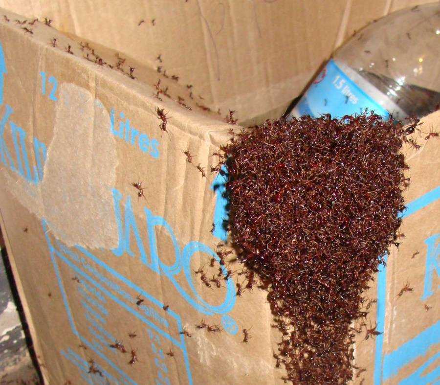 Что делать, если в квартире обнаружены муравьи?