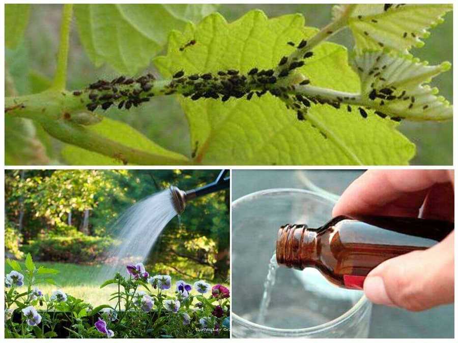 Роль растений в эффективной защите от насекомых