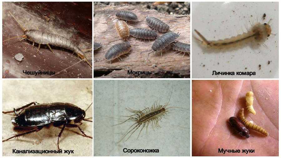 Скрытые опасности: насекомые в электротехнике