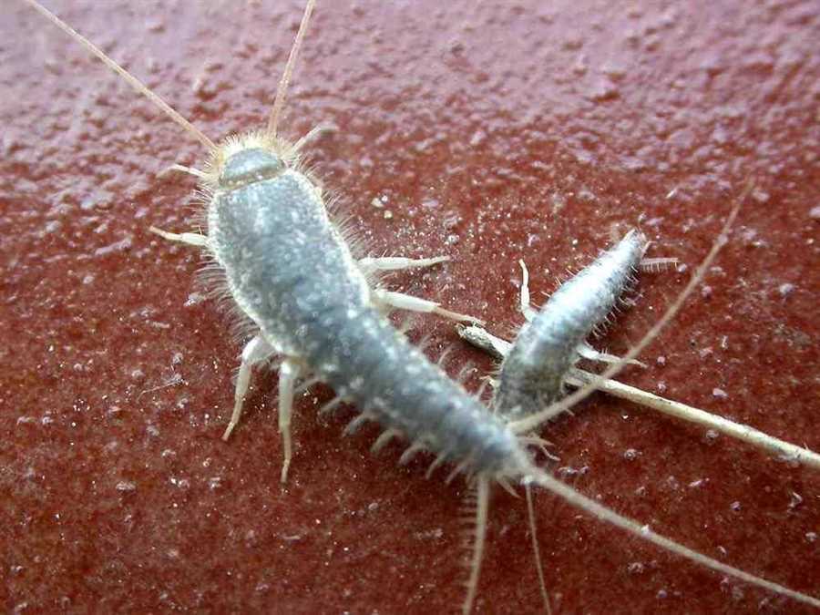Где и как паразитируют насекомые в квартирах: интересные факты
