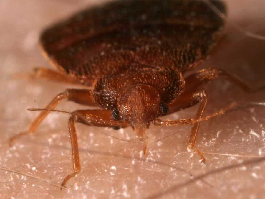 Клопы и другие кровососущие насекомые: как сохранить свое здоровье