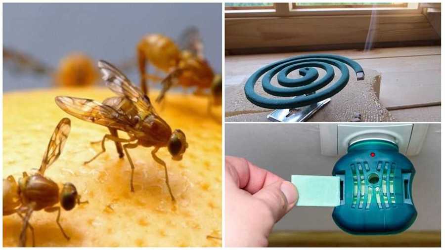 Научные факты о поведении домашних мух