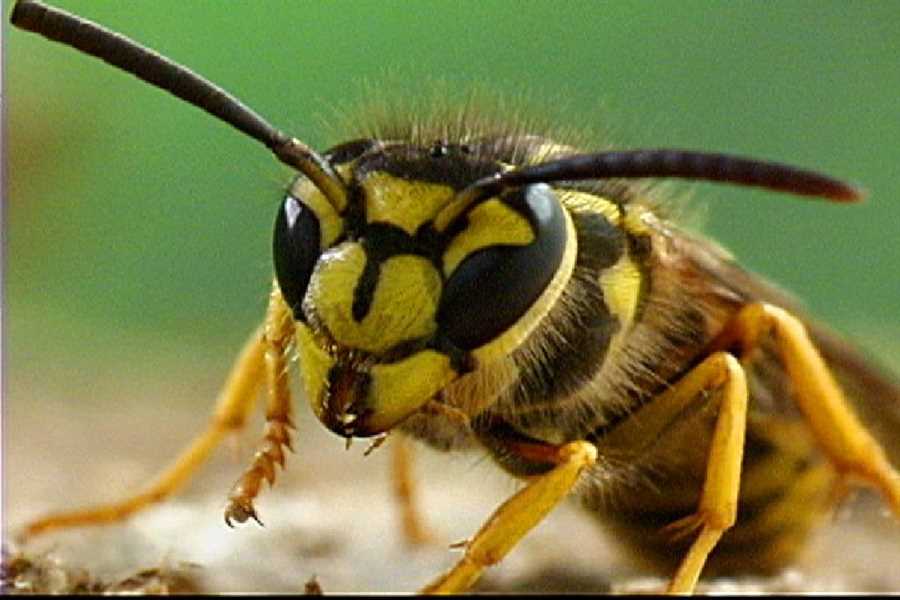 Изучение поведения насекомых: ключ к эффективному контролю