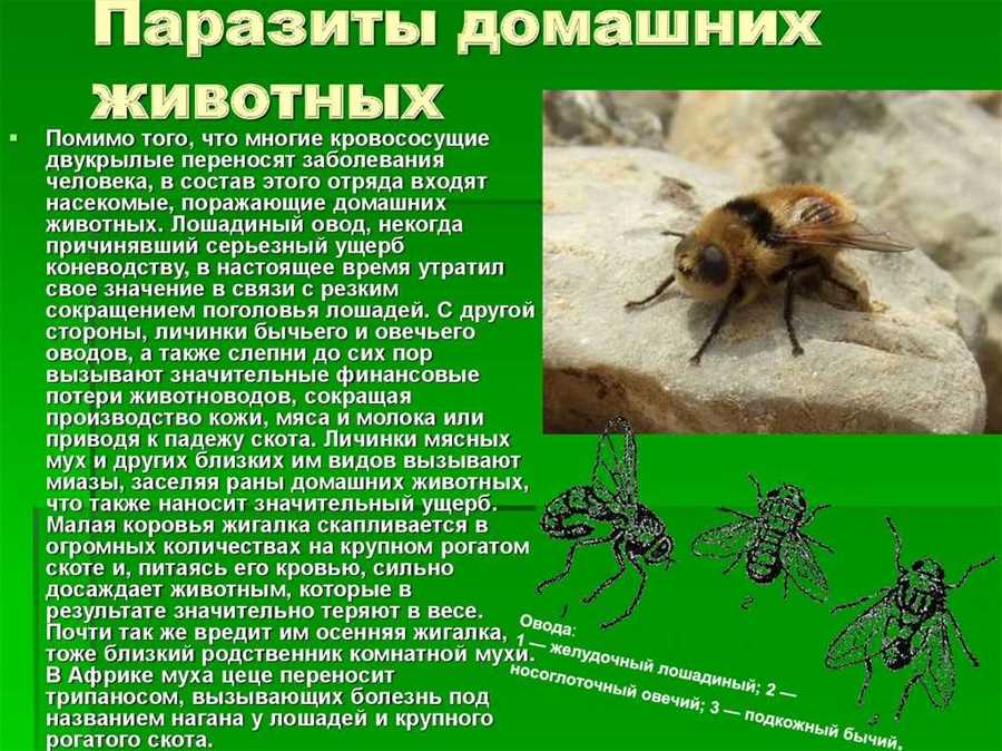 Роль насекомых-паразитов в природе