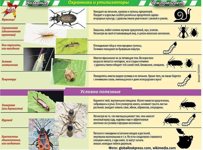 Насекомые-паразиты: опасности и способы противодействия