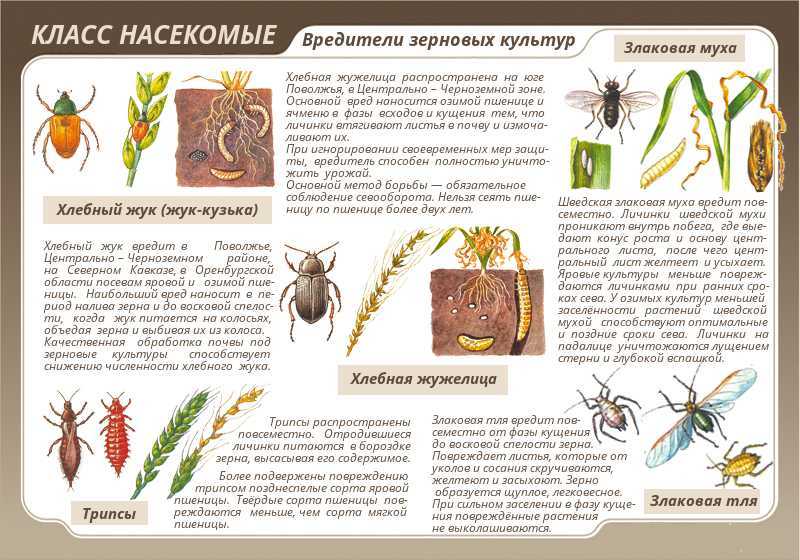 Основные виды насекомых-вредителей в домашней среде: как распознать их и избавиться?