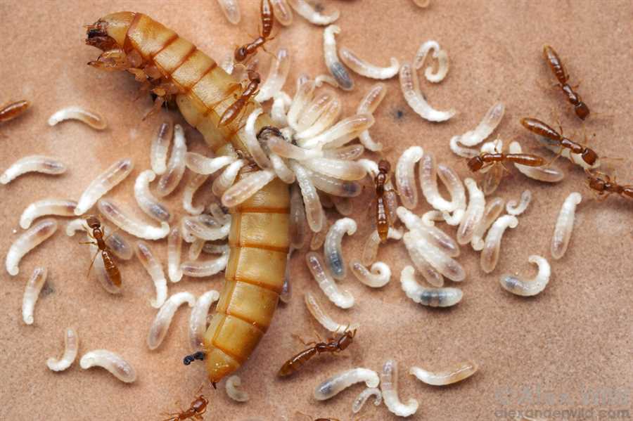Борьба за выживание: как хозяева сопротивляются насекомым-паразитам