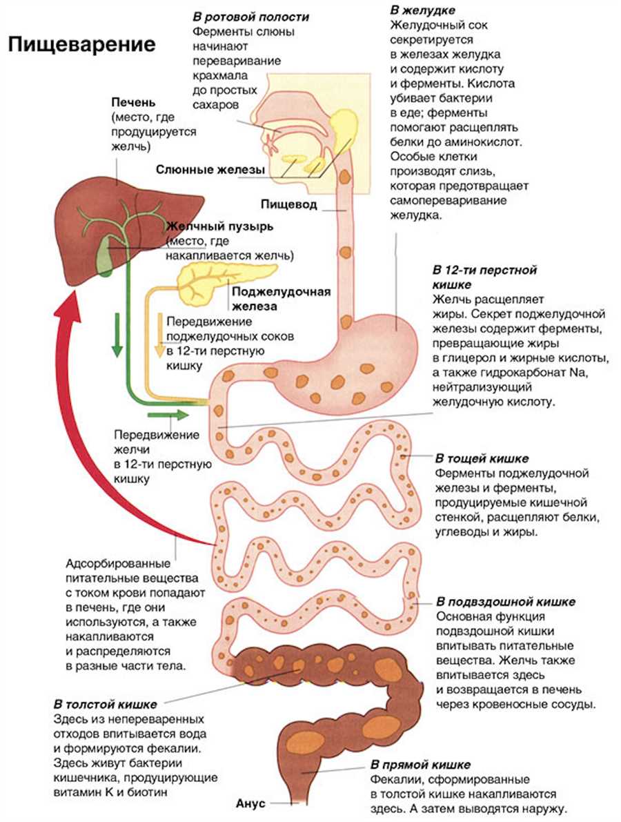 Скрытая опасность: как паразиты влияют на функционирование желудочно-кишечного тракта