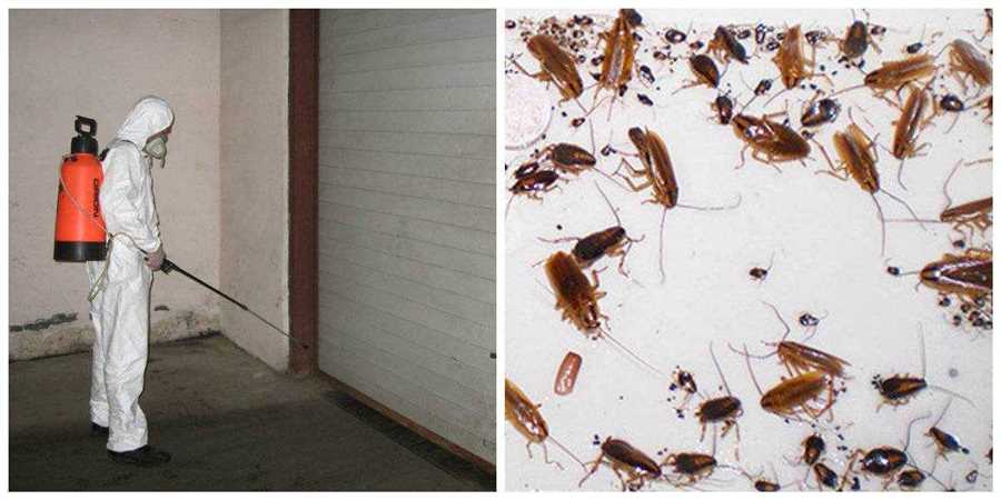 Практические рекомендации для защиты от нашествия муравьев на участке
