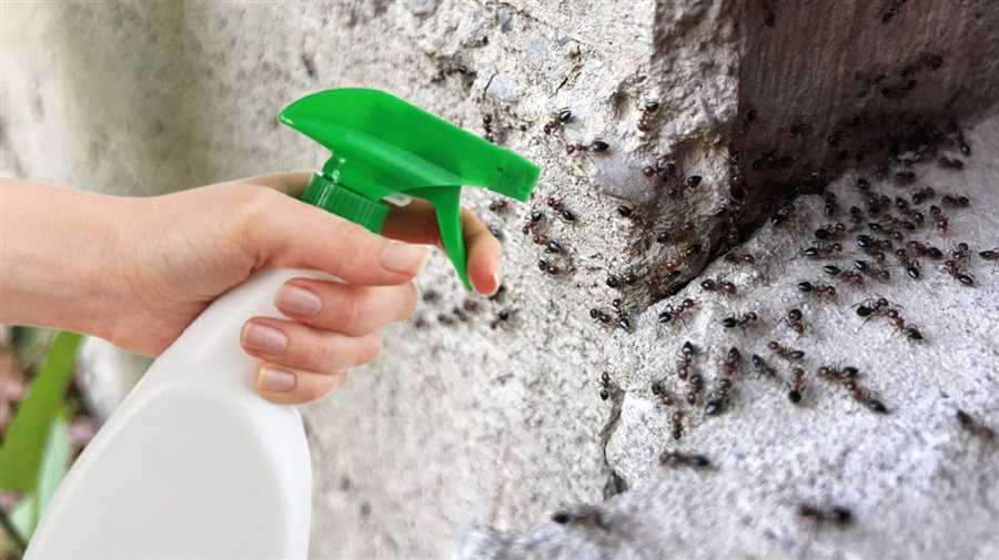 Результативные методы борьбы с муравьями: от превентивных мер до использования Токсипола